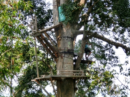 gibbon (42)